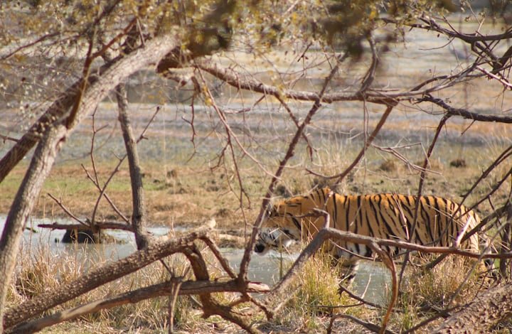 Jim Corbett National Park safari
