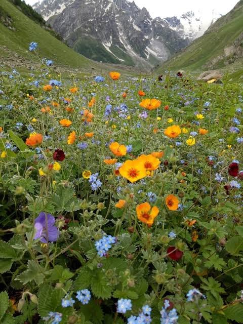 Valley of Flowers